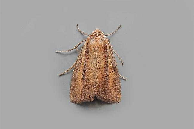 Brown-veined Wainscot (Archanara dissoluta), adult. Chester-le-Street, 02-08-2018. Copyright Keith Dover.