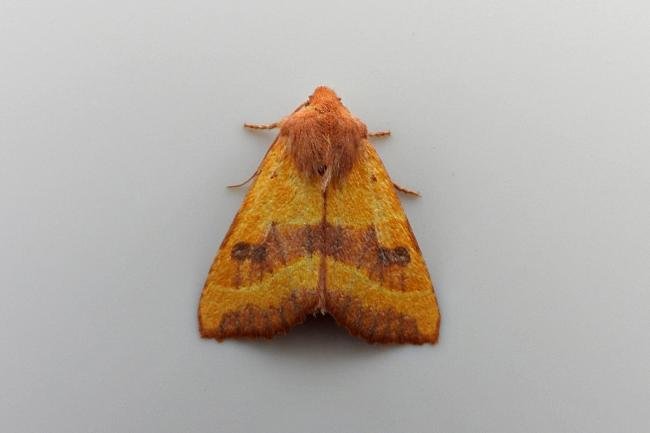 Centre-barred Sallow (Atethmia centrago), adult. Chester-le-Street, 20-08-2021. Copyright Keith Dover.