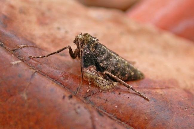 Dotted Border (Agriopis marginaria), adult, female. Ouston, 18-02-2021. Copyright Keith Dover.