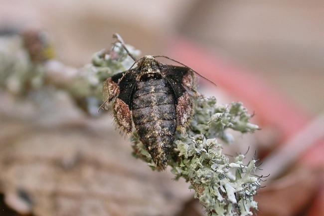 Dotted Border (Agriopis marginaria), adult, female. Ouston, 18-02-2021. Copyright Keith Dover.