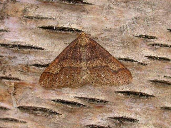 Dotted Border (Agriopis marginaria), adult. Taken outside Durham. Copyright Keith Dover.