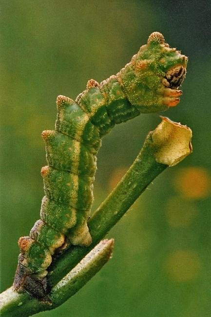 Large Emerald (Geometra papilionaria), larval Copyright Keith Dover.