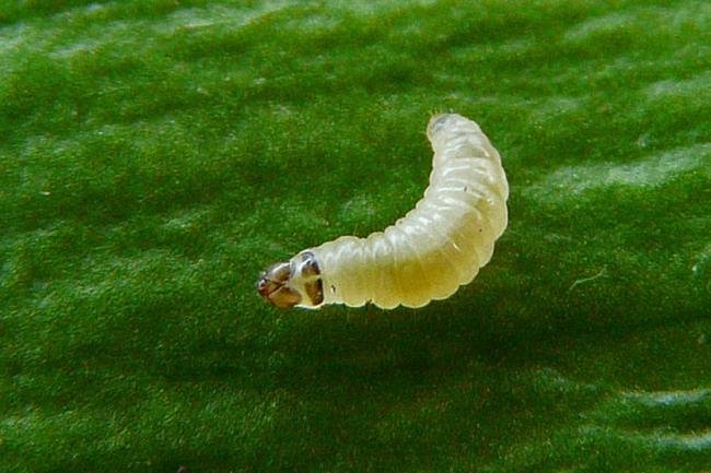 Psychoides filicivora, larval. Durham City, 24-11-2013. Copyright Keith Dover.