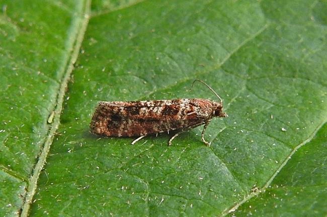 Spotted Shoot Moth (Rhyacionia pinivorana), adult. Chester-le-Street, 18-06-2017. Copyright Keith Dover.