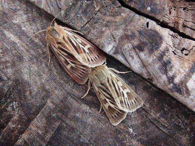 Antler Moth (Cerapteryx graminis), adult. 01-08-2006. Copyright Keith Dover.