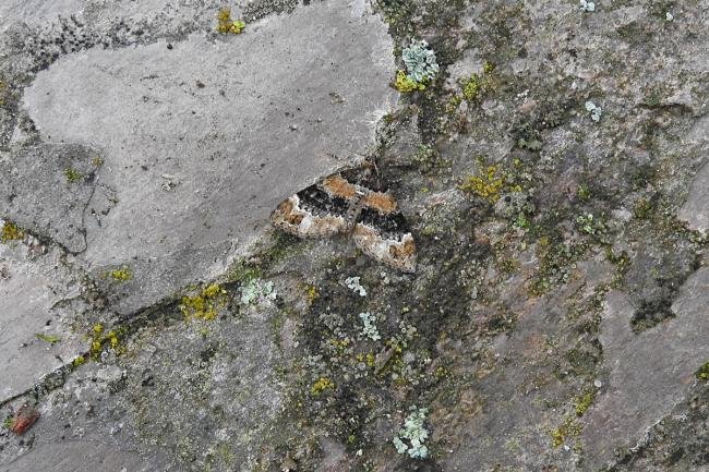 Barred Carpet (Martania taeniata), adult. Comb Bridges, 04-07-2017. Copyright Keith Dover.