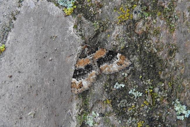 Barred Carpet (Martania taeniata), adult. Comb Bridges, 04-07-2017. Copyright Keith Dover.