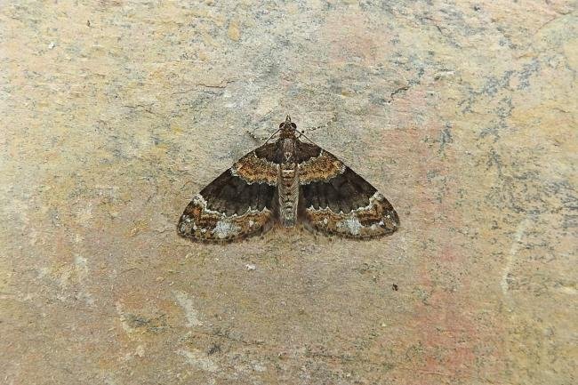 Barred Carpet (Martania taeniata), adult. Comb Bridges, 06-07-2017. Copyright Keith Dover.