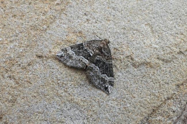 Barred Rivulet (Perizoma bifaciata), adult. Chester-le-Street, 12-08-2020. Copyright Keith Dover.