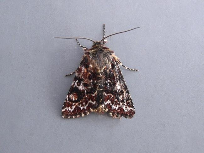 Beautiful Yellow Underwing (Anarta myrtilli), adult. Knitsley Fell, 28-04-2007. Copyright Keith Dover.