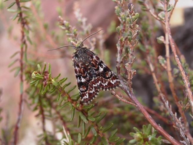 Beautiful Yellow Underwing (Anarta myrtilli), adult. Knitsley Fell, 28-04-2007. Copyright Keith Dover.