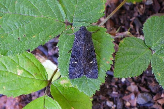 Black Rustic (Aporophyla nigra), adult. Chester-le-Street, 26-08-2019. Copyright Keith Dover.