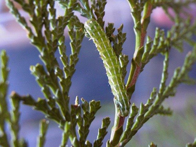 Blair's Shoulder-knot (Lithophane leautieri), larval. 02-01-1900. Copyright Keith Dover.