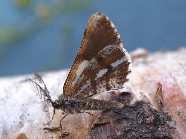 Bordered White (Bupalus piniaria), adult. Chester-le-Street, 29-06-2006. Copyright Keith Dover.