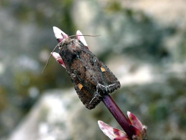 Bright-line Brown-eye (Lacanobia oleracea), adult. 04-04-2005. Copyright Keith Dover.