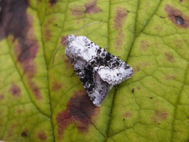 Broad-barred White (Hecatera bicolorata), adult. Chester-le-Street, 25-09-2006. Copyright Keith Dover.