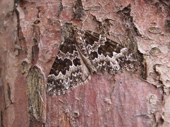 Broken-barred Carpet (Electrophaes corylata), adult. Chester-le-Street, 07-06-2006. Copyright Keith Dover.