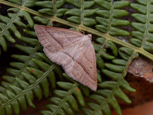 Brown Silver-line (Petrophora chlorosata), adult. 29-07-2004. Copyright Keith Dover.