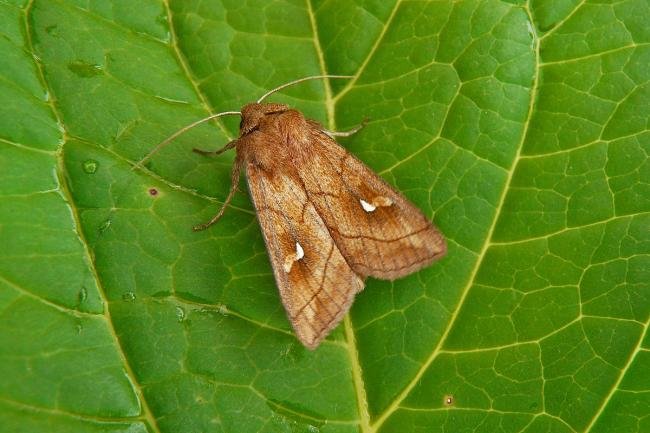 Brown-line Bright-eye (Mythimna conigera), adult. Chester-le-Street, 17-07-2014. Copyright Keith Dover.