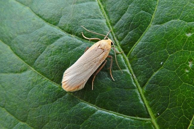 Buff Footman (Eilema depressa), adult. Taken outside Durham, 04-07-2017. Copyright Keith Dover.