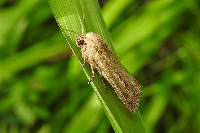 Bulrush Wainscot (Nonagria typhae), adult. Chester-le-Street, 08-08-2018. Copyright Keith Dover.