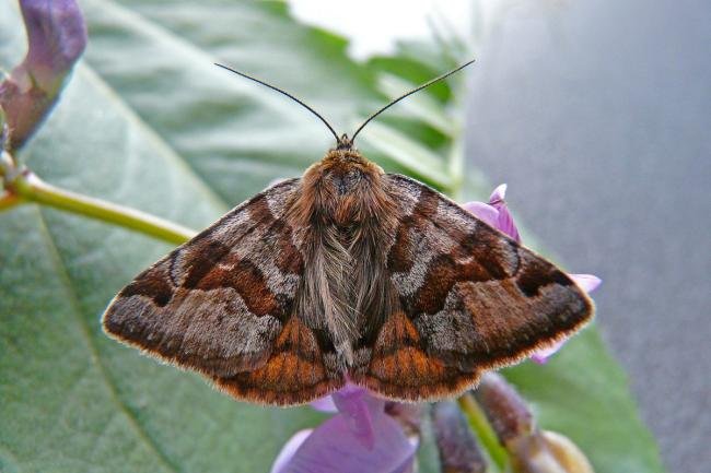 Burnet Companion (Euclidia glyphica), adult. 28-05-2012. Copyright Keith Dover.