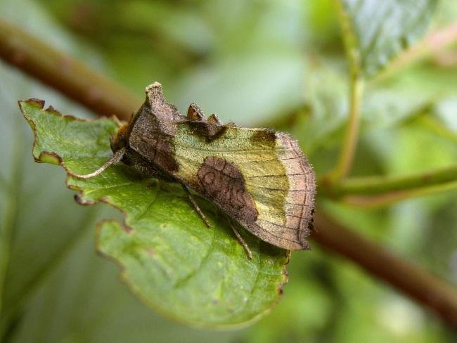 Burnished Brass (Diachrysia chrysitis), adult. Chester-le-Street, 10-07-2005. Copyright Keith Dover.