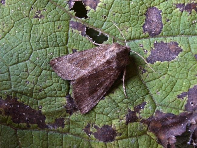 Butterbur (Hydraecia petasitis), adult. Chester-le-Street, 29-08-2004. Copyright Keith Dover.