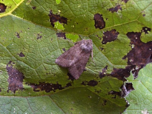 Butterbur (Hydraecia petasitis), adult. Chester-le-Street, 29-08-2004. Copyright Keith Dover.