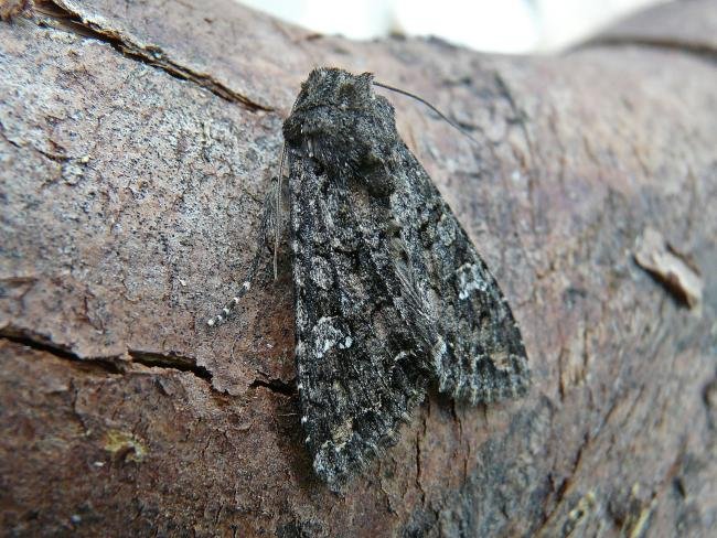 Cabbage Moth (Mamestra brassicae), adult. Chester-le-Street, 04-06-2009. Copyright Keith Dover.