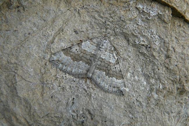 Chalk Carpet (Scotopteryx bipunctaria), adult. Fulwell Quarry, 13-07-2012. Copyright Keith Dover.