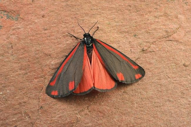 Cinnabar (Tyria jacobaeae), adult. Kibblesworth, 28-06-2019. Copyright Keith Dover.