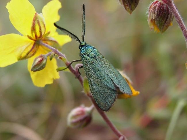 Cistus Forester (Adscita geryon), adult. Blackhall Rocks, 07-07-2006. Copyright Keith Dover.