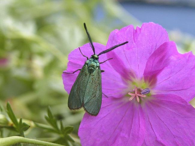 Cistus Forester (Adscita geryon), adult. Blackhall Rocks, 07-07-2006. Copyright Keith Dover.