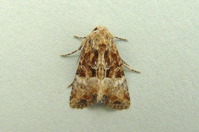 Cloaked Minor (Mesoligia furuncula), adult. Chester-le-Street, 22-07-2013. Copyright Keith Dover.