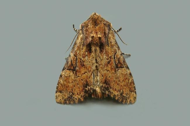 Clouded Brindle (Apamea epomidion), adult. 04-07-2013. Copyright Keith Dover.