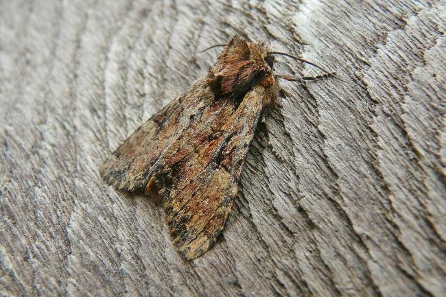 Clouded Brindle (Apamea epomidion), adult. 04-07-2013. Copyright Keith Dover.