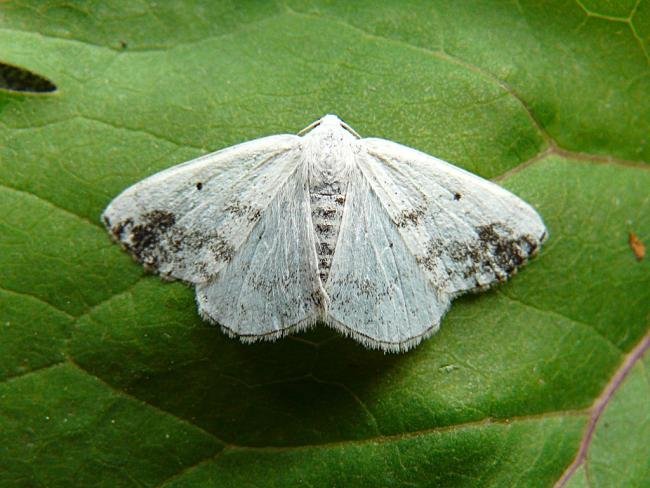 Clouded Silver (Lomographa temerata), adult. Chester-le-Street, 06-06-2008. Copyright Keith Dover.