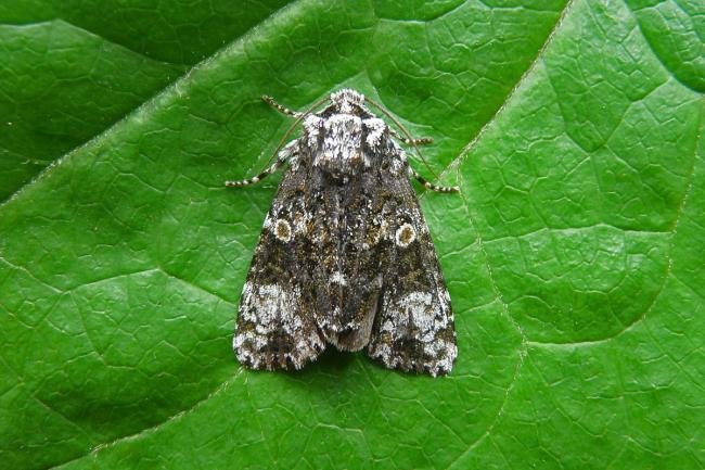 Coronet (Craniophora ligustri), adult. 04-07-2013. Copyright Keith Dover.