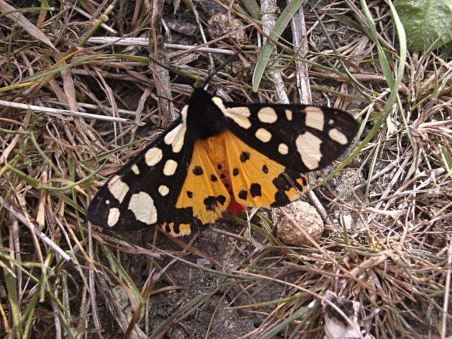 Cream-spot Tiger (Arctia villica), adult. 19-06-2004. Copyright Keith Dover.