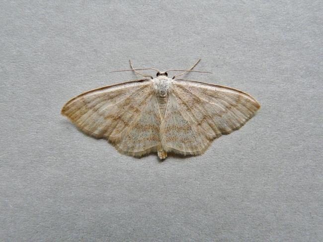 Cream Wave (Scopula floslactata), adult. Comb Bridges, 24-05-2010. Copyright Keith Dover.