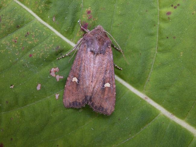 Crescent (Helotropha leucostigma), adult. 18-08-2006. Copyright Keith Dover.