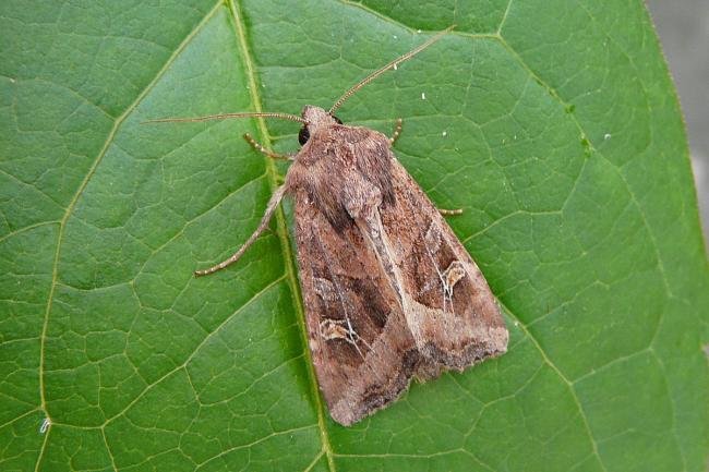 Crescent (Helotropha leucostigma), adult. 23-08-2012. Copyright Keith Dover.