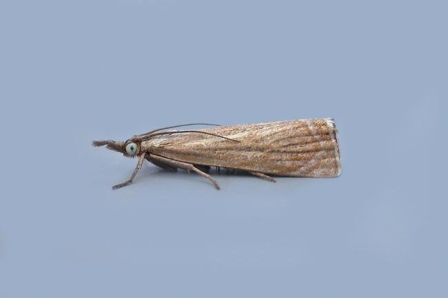 Garden Grass-veneer (Chrysoteuchia culmella), adult. Chester-le-Street, 02-08-2018. Copyright Keith Dover.