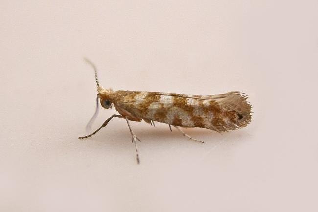 Cypress Tip Moth (Argyresthia cupressella), adult. Chester-le-Street, 16-06-2025. Copyright Keith Dover. Cypress Tip Moth (Argyresthia cupressella), adult. Chester-le-Street, 16-06-2025. Copyright Keith Dover.