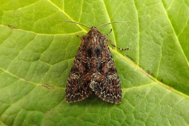 Dark Brocade (Mniotype adusta), adult. Hedley Hill, 26-05-2017. Copyright Keith Dover.