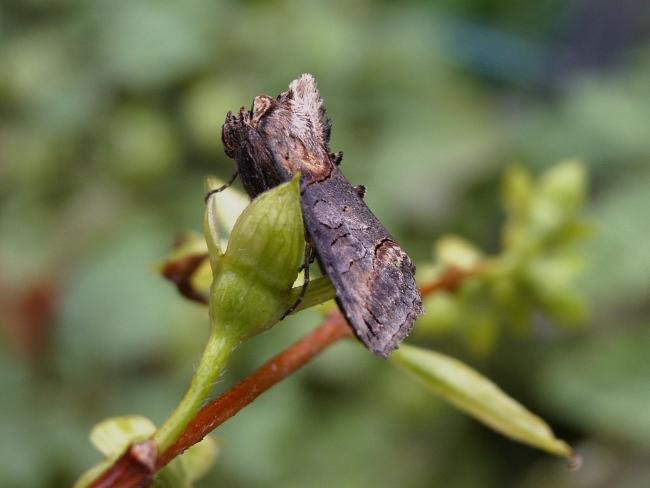 Dark Spectacle (Abrostola triplasia), adult. Chester-le-Street, 28-07-2005. Copyright Keith Dover.