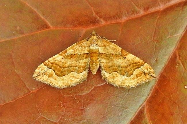 Dark Spinach (Pelurga comitata), adult. Chester-le-Street, 19-07-2018. Copyright Keith Dover.