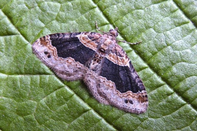 Dark-barred Twin-spot Carpet (Xanthorhoe ferrugata), adult. 04-06-2007. Copyright Keith Dover.