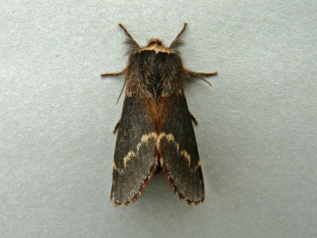 December Moth (Poecilocampa populi), adult. Chester-le-Street, 01-11-2009. Copyright Keith Dover.